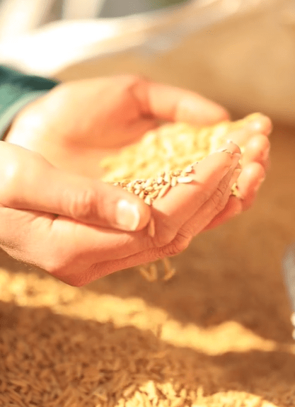 ARROZ INTEGRAL CHILENO - 500 g – Sin fumigación post cosecha - Santa Regina2