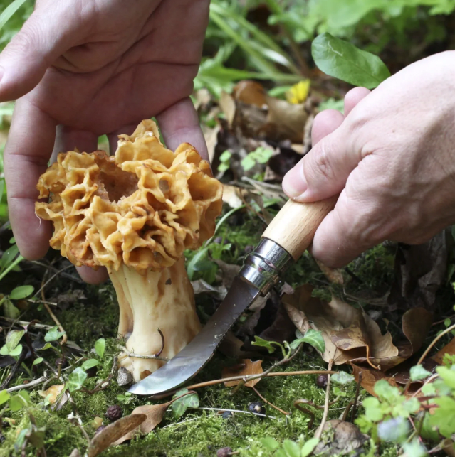 CUCHILLO OPINEL para COSECHAR SETAS - Opinel1