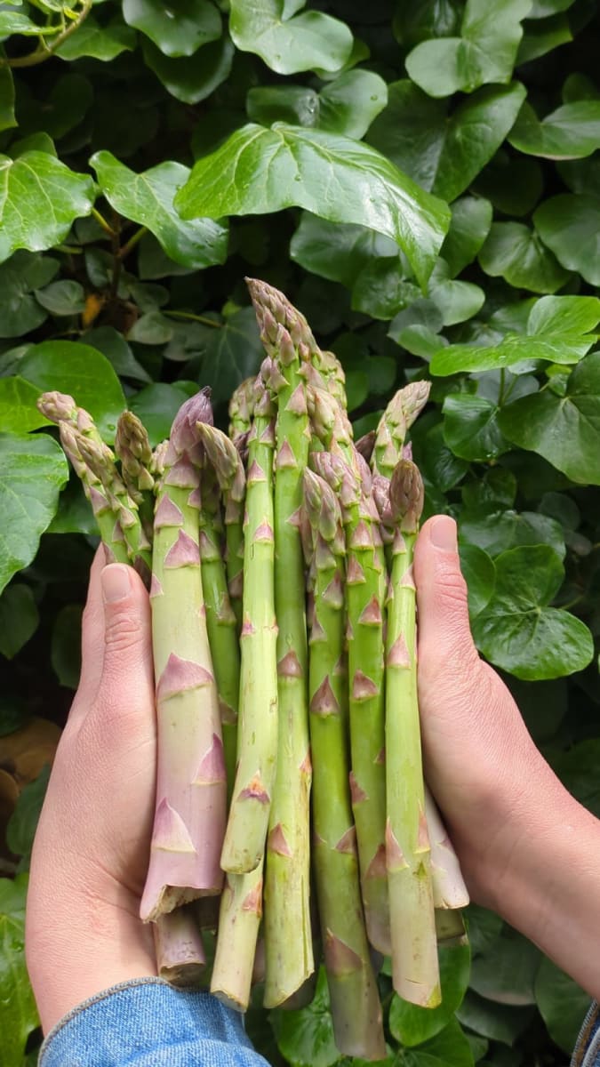 ESPÁRRAGOS libre de químicos - Paquete x 500g1