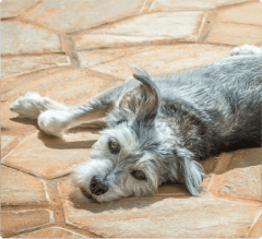 Los cambios de temperatura y los peludos