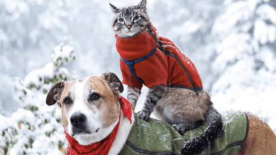 ¿Cómo cuidar a tu mascota en invierno?