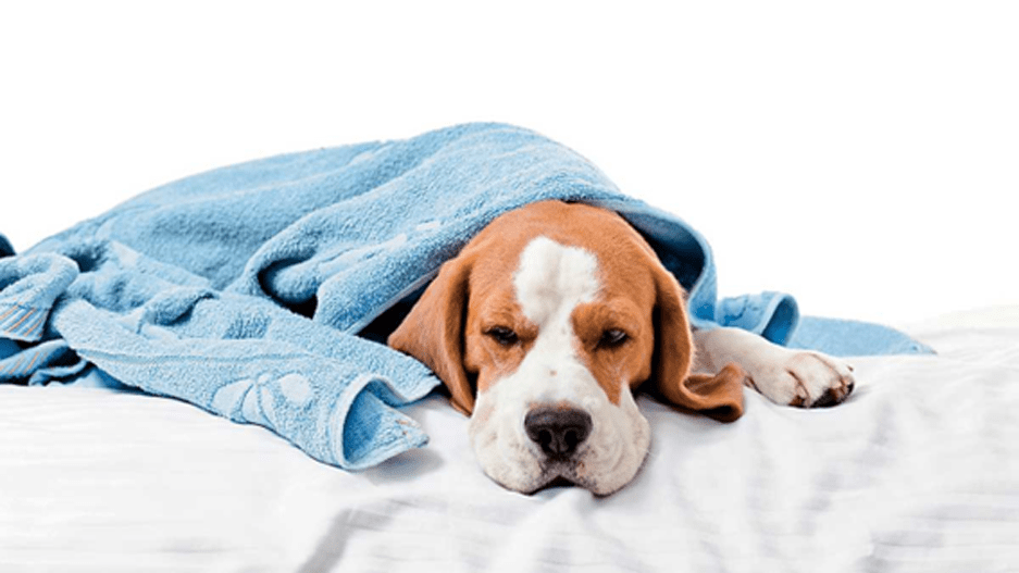 ¿Cómo saber si mi perro tiene parásitos?