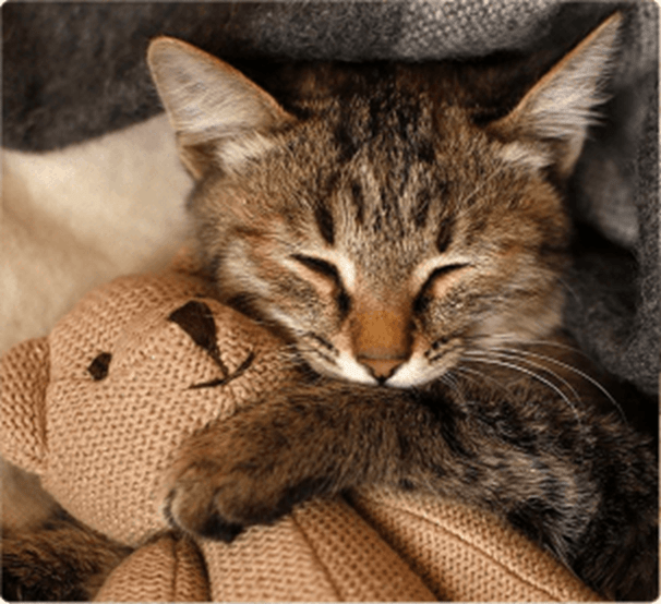 ¿Cómo tus amigos felinos dicen te quiero?