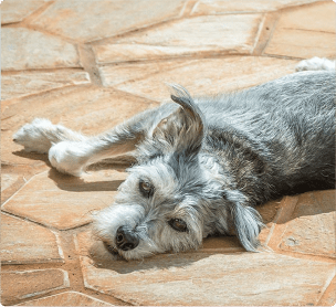 Los cambios de temperatura y los peludos