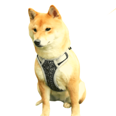 SIRIUS PECHERA - NEGRO1