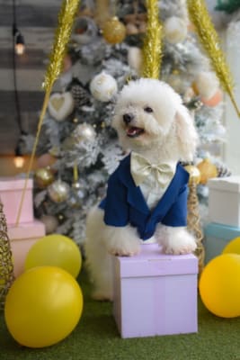 SCRAPPIE SHOPPER SMOKING BLUE NEW YEAR - TERNO AZUL, CAMISA, MICHI1