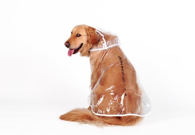 HOOPET IMPERMEABLE TRANSPARENTE CON BLANCO