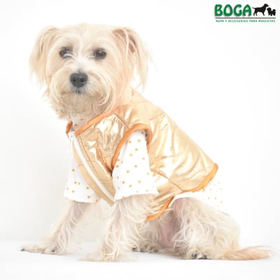 BOGA CHALECO DORADO Y CAFARENA (HEMBRA)