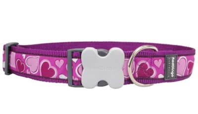 REDDINGO COLLAR DOG BREEZY LOVE PURPLE1