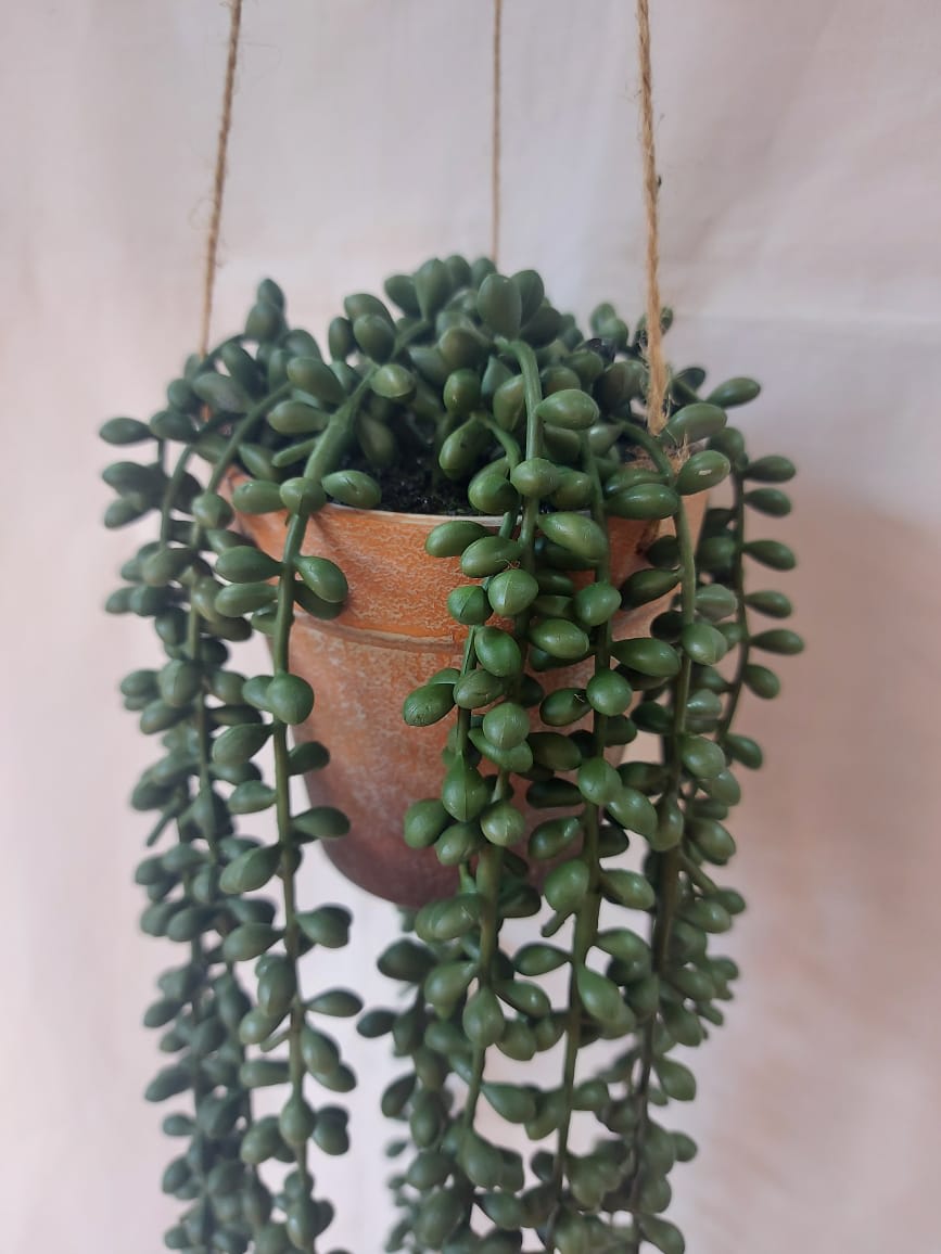 Maceta Colgante Porotos Verdes | La Batea Deco