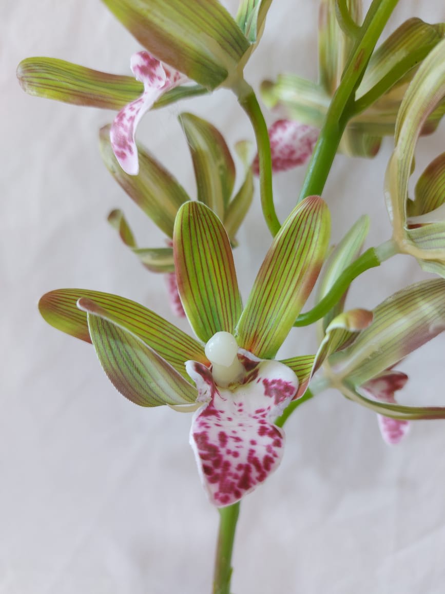 Orquídea Enana Verde | La Batea Deco