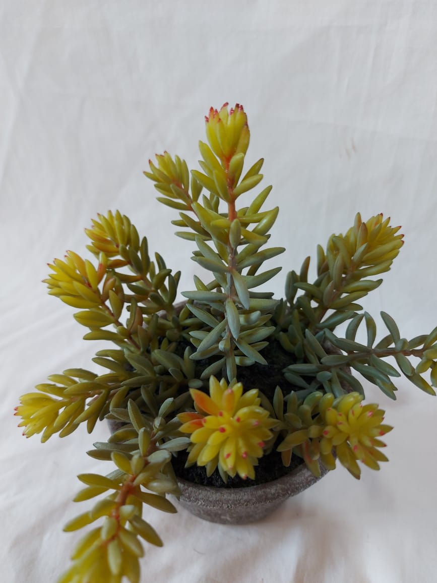 Cactus Macetero Cemento | La Batea Deco