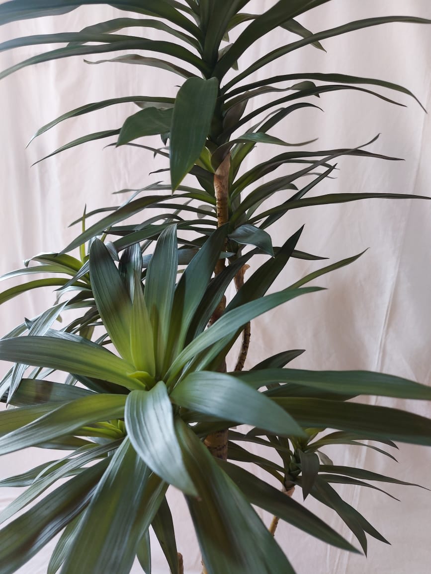 Planta Palo de Agua | La Batea Deco