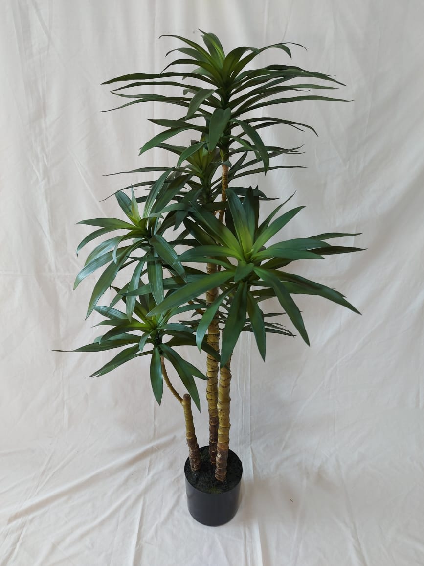 Planta Palo de Agua | La Batea Deco