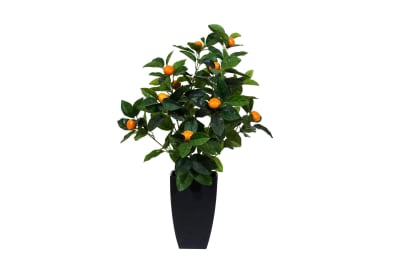 PLANTA DE NARANJO 70 CM1