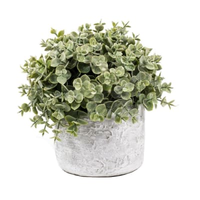 MINI EUCALIPTUS EN MACETERO DE CEMENTO 24 CM1