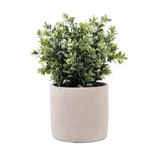 SYZYGIUM IN CEMENT POT 27.94 CM1