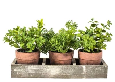 DECO 3 PLANTAS EN BANDEJA1