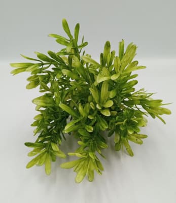 RAMILLETE PODOCARPUES3