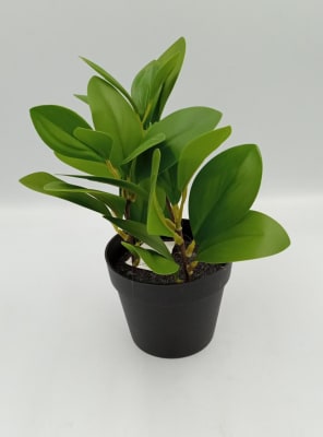 MINI PLANTA DE LIMON EN MACETERO1