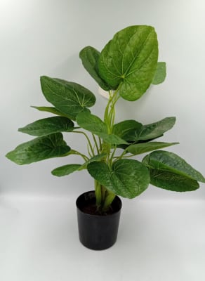 PLANTA DE LA SUERTE