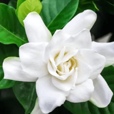 ACEITE ESENCIAL DE GARDENIA 10 ML