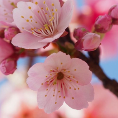 ACEITE ESENCIAL CHERRY BLOSSOM  10 ML2