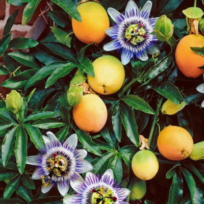 ACEITE ESENCIAL MARACUYÁ 10 ML2