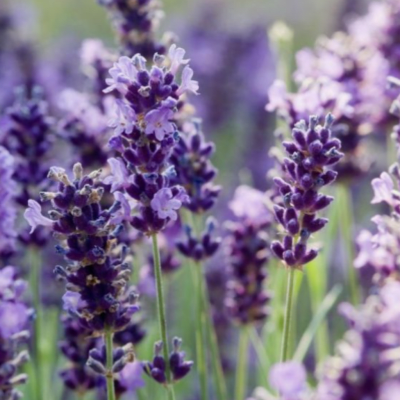 ACEITE ESENCIAL DE LAVANDA 10 ML2