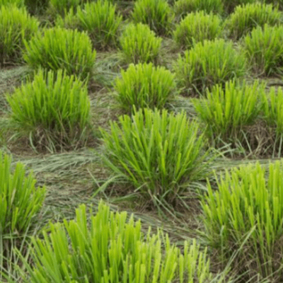 ACEITE ESENCIAL DE LIMA VERBENA 10 ML2