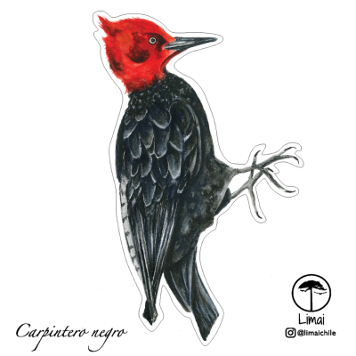 Autoadhesivo Carpintero Negro 12x12cm Autoadhesivo Carpintero Negro 12x12cm