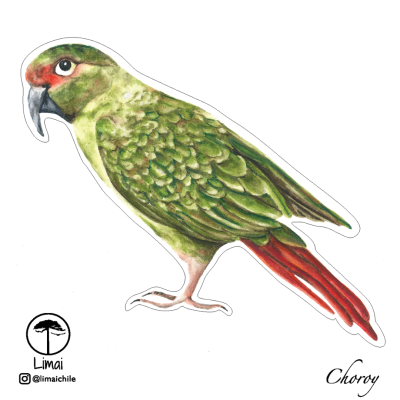 Autoadhesivo Choroy 12x12cm Autoadhesivo Choroy 12x12cm