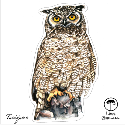 Autoadhesivo Tucuquere 12x12cm Autoadhesivo Tucuquere 12x12cm