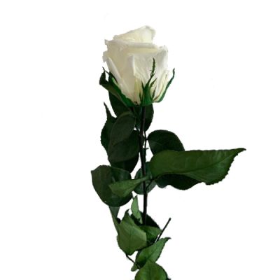 Rosa Natural Preservada Blanca (variedad White Chocolate) con 50 cm de tallo Rosa Natural Preservada Blanca (variedad White Chocolate) con 50 cm de tallo