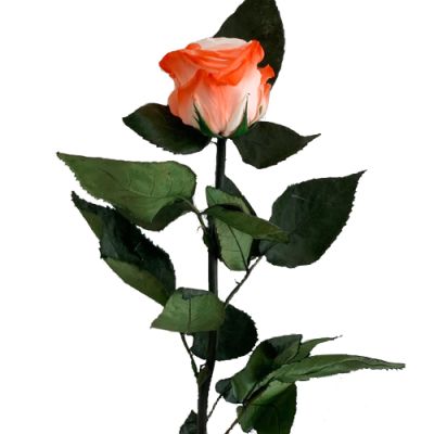 Rosa Natural Preservada Bicolor (variedad Altar Love) con 50 cm de tallo Rosa Natural Preservada Bicolor (variedad Altar Love) con 50 cm de tallo