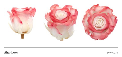 Rosa Natural Preservada Bicolor (variedad Altar Love) con 50 cm de tallo Rosa Natural Preservada Bicolor (variedad Altar Love) con 50 cm de tallo