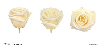 Rosa Natural Preservada Blanca (variedad White Chocolate) con 50 cm de tallo Rosa Natural Preservada Blanca (variedad White Chocolate) con 50 cm de tallo