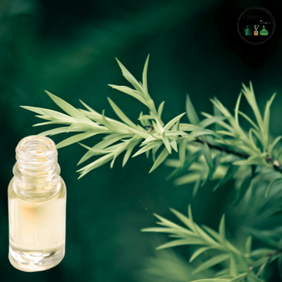 AROMA ÁRBOL DE TÉ