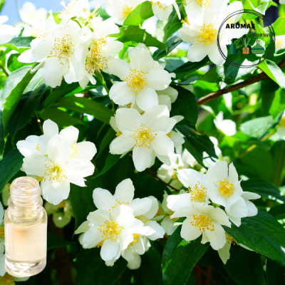AROMA JAZMIN