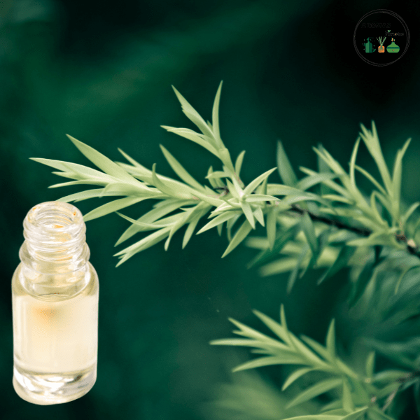 AROMA ÁRBOL DE TÉ1