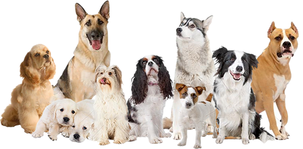 Alimento de mascotas a domicilio