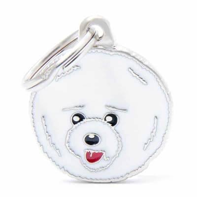 BICHON FRISE1