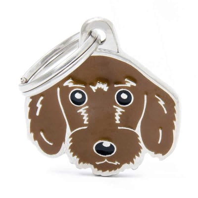FAWN WIRE-HAIRED DACHSHUND