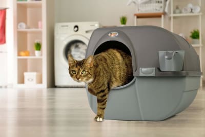 ROLL N CLEAN LITTER BOX
