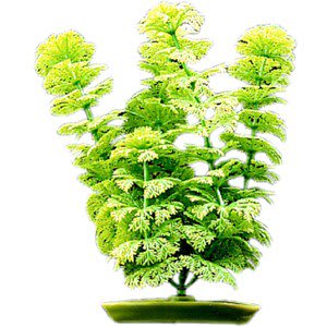 PLANTA ACUATICA AQUASCAPER AMBULIA 30 CM