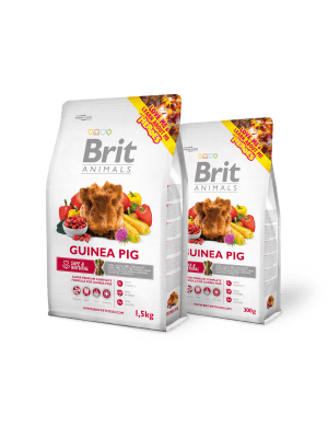 BRIT ANIMALS GUINEA PIG