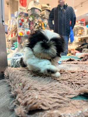 Pago Shih tzu blanco/negro1