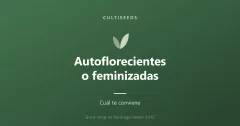 Autoflorecientes o feminizadas: cuál te conviene