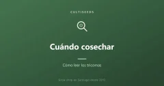 Cuándo cosechar: cómo leer los tricomas
