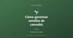 Cómo germinar semillas de cannabis paso a paso